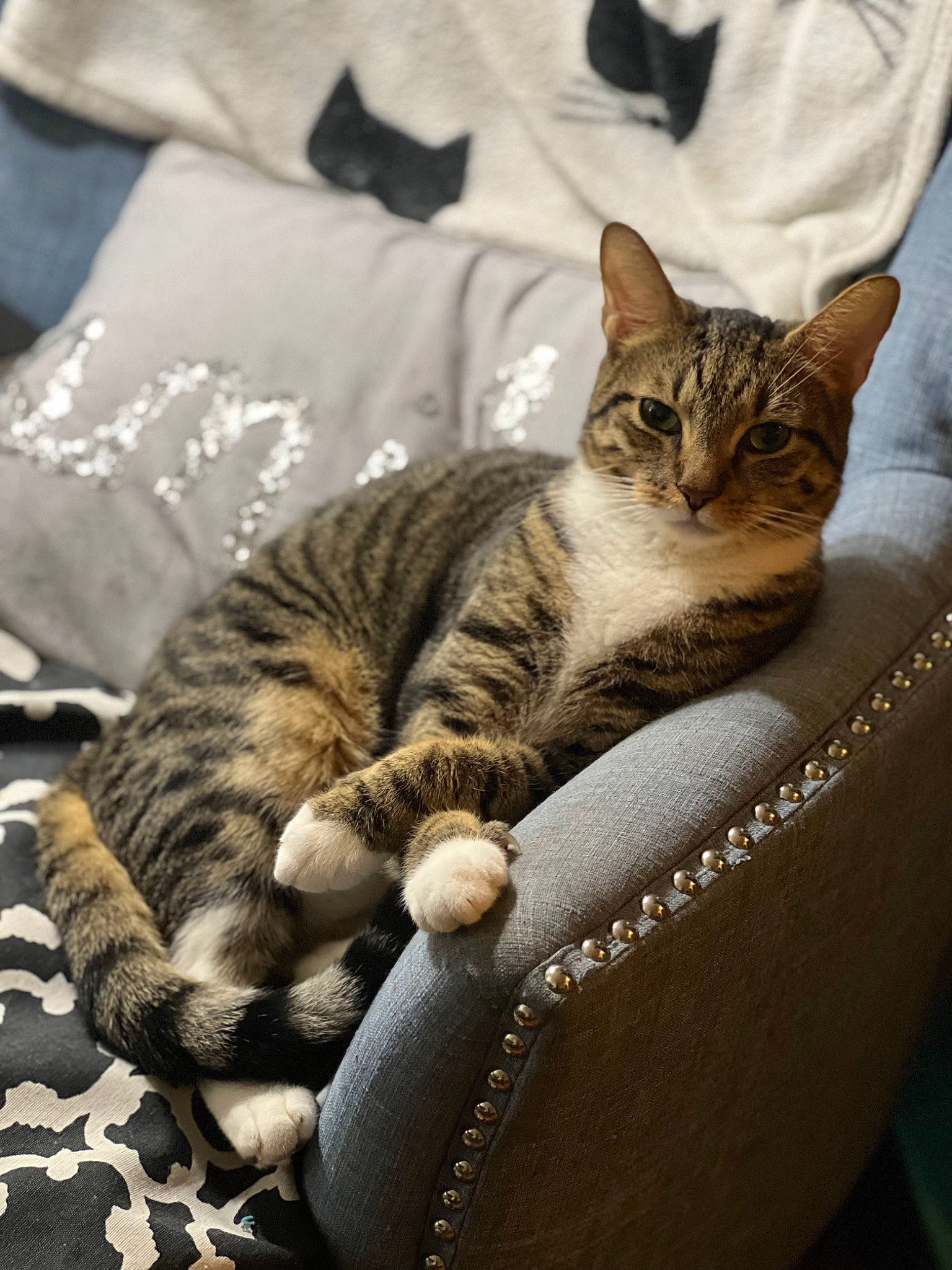 Cricket joined the competition — help win amazing prizes! carnivore, cat, claw, comfort, domestic_short_haired_cat, fawn, felidae, fur, linens, nap, paw, sitting, small_to_medium_sized_cats, snout, tail, terrestrial_animal, tree, whiskers, wildlife, wood