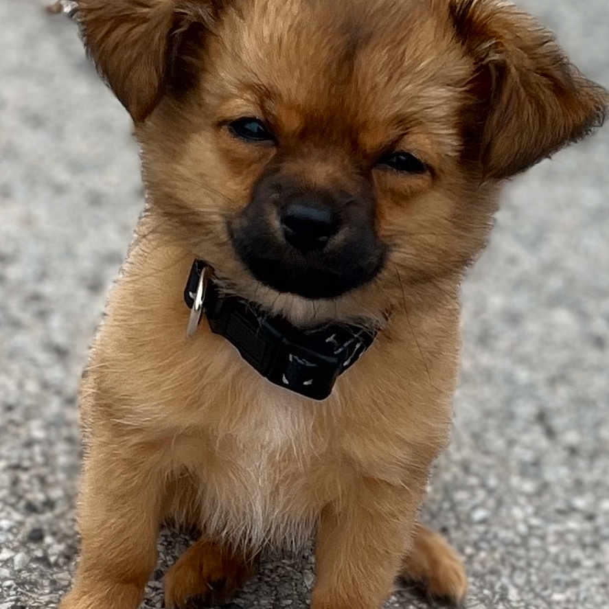 Flocki participe au concours pour gagner de l'argent avec cette photo : adorable, animal, brown_fur, canine, collar, companion, cute, dog, domestic_animal, expression, face, fur, gravel, outdoor, paw, pet, puppy, sitting, small_dog, young
