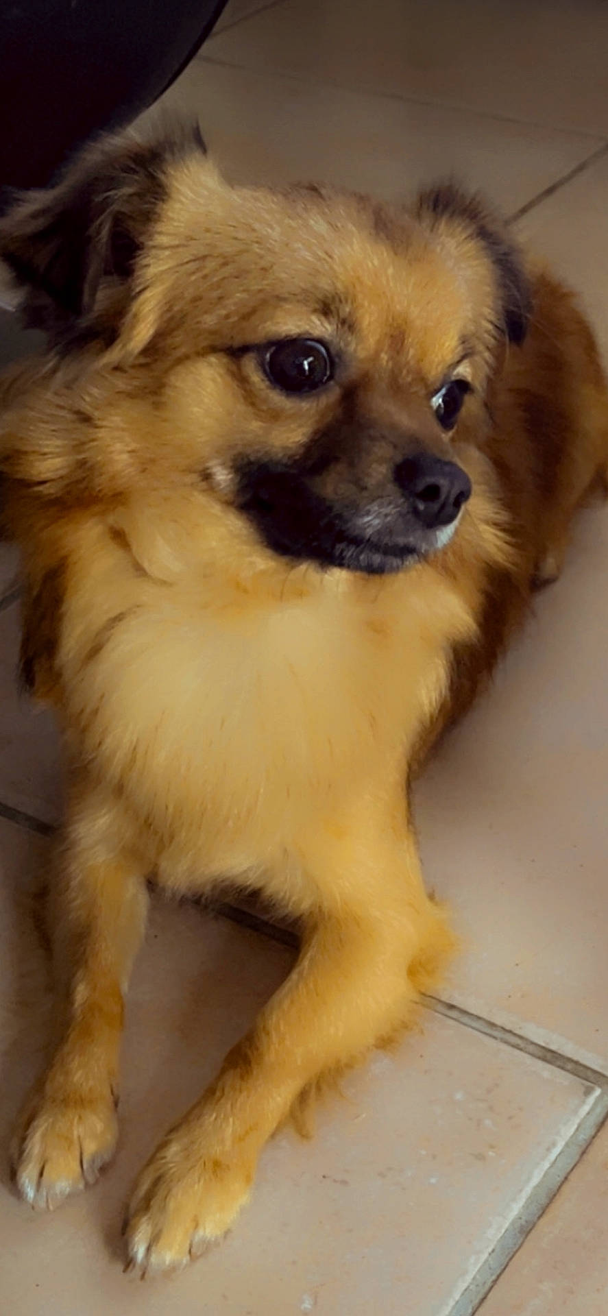 alert, animal, brown, canine, companion, cute, dog, domestic, floor, friendly, fur, household, indoor, laying_down, mammal, pet, portrait, resting, small_dog, tile