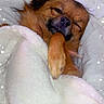 Flocki a rejoint le concours — aidez-le/la à gagner de superbes lots ! adorable, animal, bed, blanket, comfort, cozy, cute, dog, fur, fur_color_brown, indoors, paw, pet, relaxed, resting, sleeping, snuggled, soft, sparkles, warm