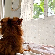 Flocki a rejoint le concours — aidez-le/la à gagner de superbes lots ! animal, bed, blanket, brown_dog, comfort, cozy, curtain, dog, fur, furry, home, indoor, looking_out, mirror, peaceful, pet, relaxed, resting, soft_light, window