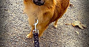 Flocki a rejoint le concours — aidez-le/la à gagner de superbes lots ! animal, brown_dog, canine, curious, daylight, dog, ears, fluffy_tail, fur, gravel, leash, nature, outdoor, path, paw, pet, small_dog, snout, standing, walk