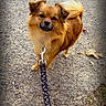 Flocki a rejoint le concours — aidez-le/la à gagner de superbes lots ! animal, brown_dog, canine, curious, daylight, dog, ears, fluffy_tail, fur, gravel, leash, nature, outdoor, path, paw, pet, small_dog, snout, standing, walk