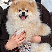Arcko participe au concours pour gagner de l'argent avec cette photo : dog, pomeranian, fluffy, pet, tongue_out, smiling, close_up, portrait, fur, hands, person_partial, holding, cute, companion, indoors, patterned_leash, rainbow, brown_jacket, white_background, well_groomed