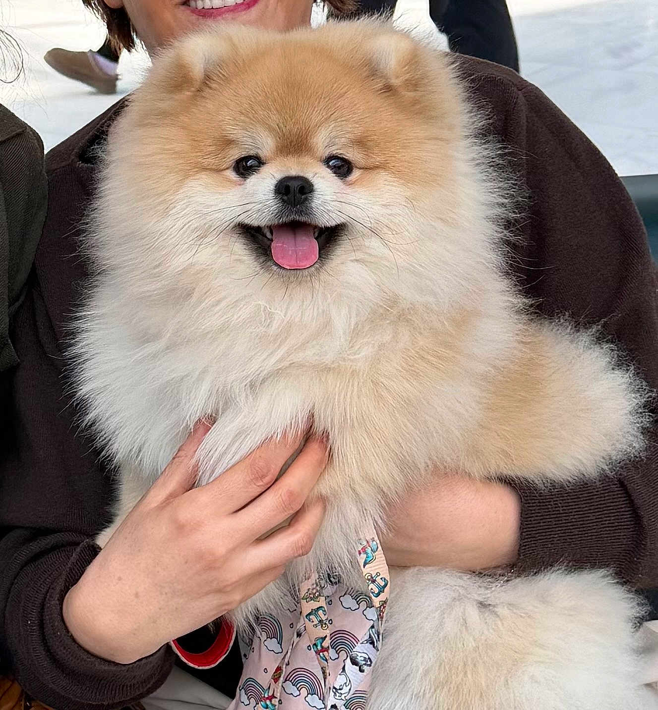 Arcko participe au concours pour gagner de l'argent avec cette photo : dog, pomeranian, fluffy, pet, tongue_out, smiling, close_up, portrait, fur, hands, person_partial, holding, cute, companion, indoors, patterned_leash, rainbow, brown_jacket, white_background, well_groomed