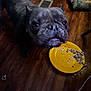 Sampson is registered to the contest to win money with this photo: blurry, canine, close_up, dark_colored, dog, domestic_animal, floor_vent, food, furniture, household, indoor, living_room, looking_up, messy_face, pet, plate, red_object, table_leg, wooden_floor, yellow_plate