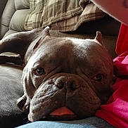 Sampson is registered to the contest to win money with this photo: animal, blanket, brown_dog, canine, close_up, comfort, companion, couch, cute, dog, friend, fur, home, indoor, pet, relaxed, resting, snout, tongue_out, wrinkled_face