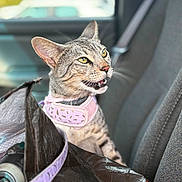 Valentina joined the competition — help win amazing prizes! cat, tabby_cat, pet, car_interior, car_seat, harness, animal, feline, domestic_cat, whiskers, ears, mouth_open, yellow_eyes, fur, seatbelt, bag, leash, indoor, closeup, curious
