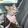 cat, tabby_cat, pet, car_interior, car_seat, harness, animal, feline, domestic_cat, whiskers, ears, mouth_open, yellow_eyes, fur, seatbelt, bag, leash, indoor, closeup, curious