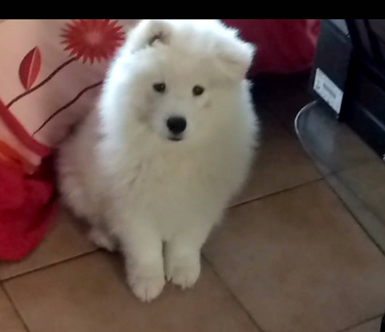 Poutch participe au concours pour gagner de l'argent avec cette photo : canidae, carnivore, companion_dog, dog, dog_breed, flooring, fur, gas, german_spitz, german_spitz_klein, german_spitz_mittel, japanese_spitz, non_sporting_group, samoyed, snout, spitz, sporting_group, tile_flooring, volpino_italiano, working_animal