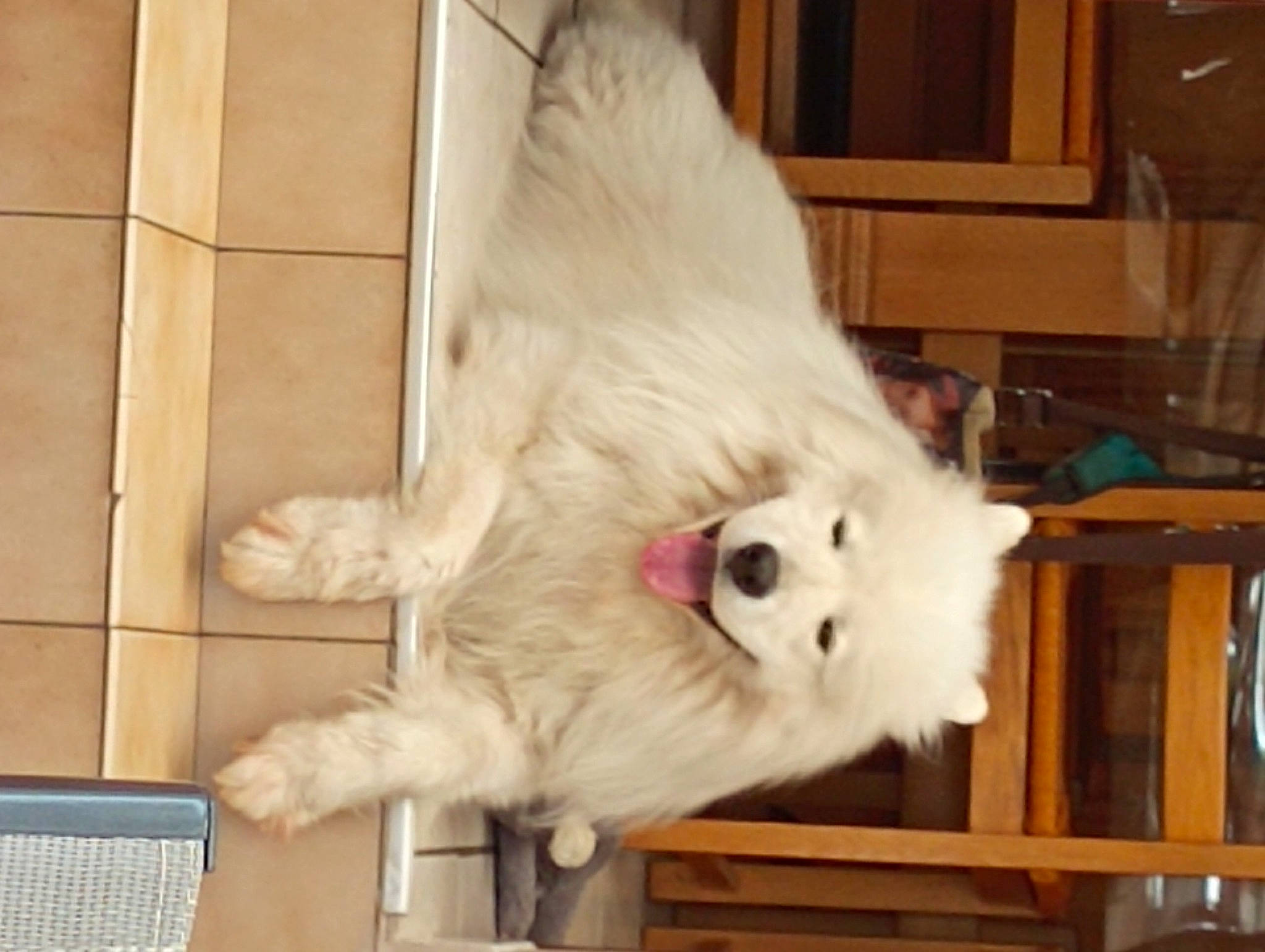 Poutch a rejoint le concours — aidez-le/la à gagner de superbes lots ! cabinetry, canidae, carnivore, cat, claw, companion_dog, dog_breed, fang, fawn, felidae, fur, non_sporting_group, paw, small_to_medium_sized_cats, snout, sporting_group, tail, toy, whiskers, wood