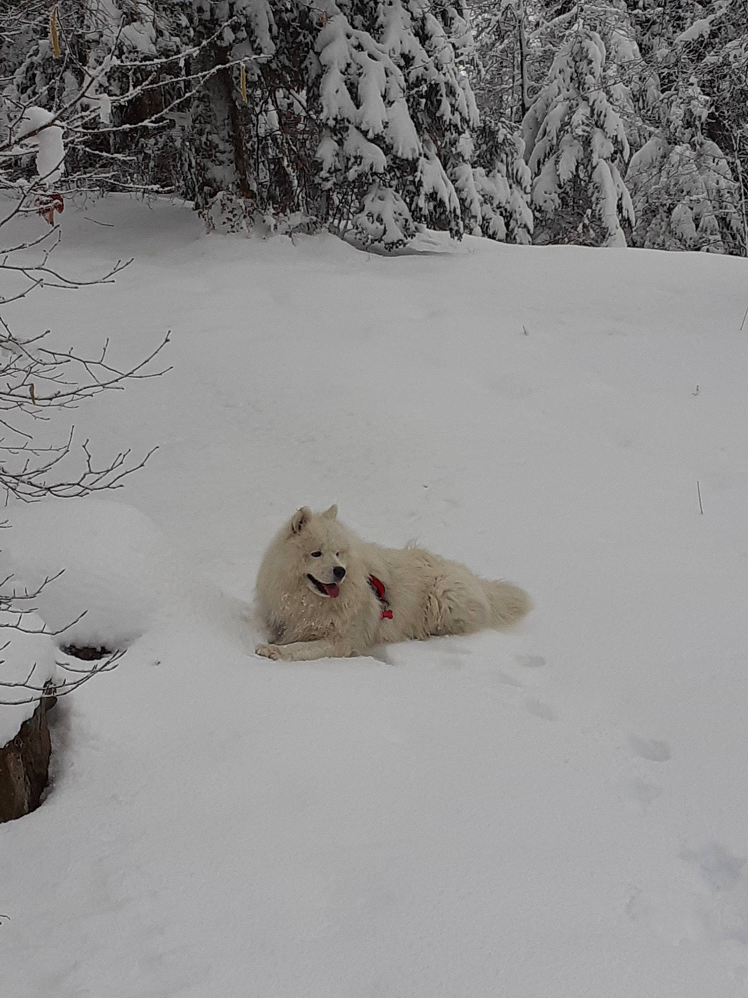 Poutch a rejoint le concours — aidez-le/la à gagner de superbes lots ! canidae, carnivore, dog_breed, event, fawn, felidae, freezing, frost, fur, glacial_landform, grass, ice_cap, landscape, slope, small_to_medium_sized_cats, snout, snow, sporting_group, twig, winter