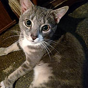 Little Bit is registered to the contest to win money with this photo: animal, cat, closeup, curious, cute, domestic_cat, ears, eyes, feline, floor, gray_cat, indoor, looking_up, paws, pet, resting, sitting, whiskers, white_cat, wooden_furniture