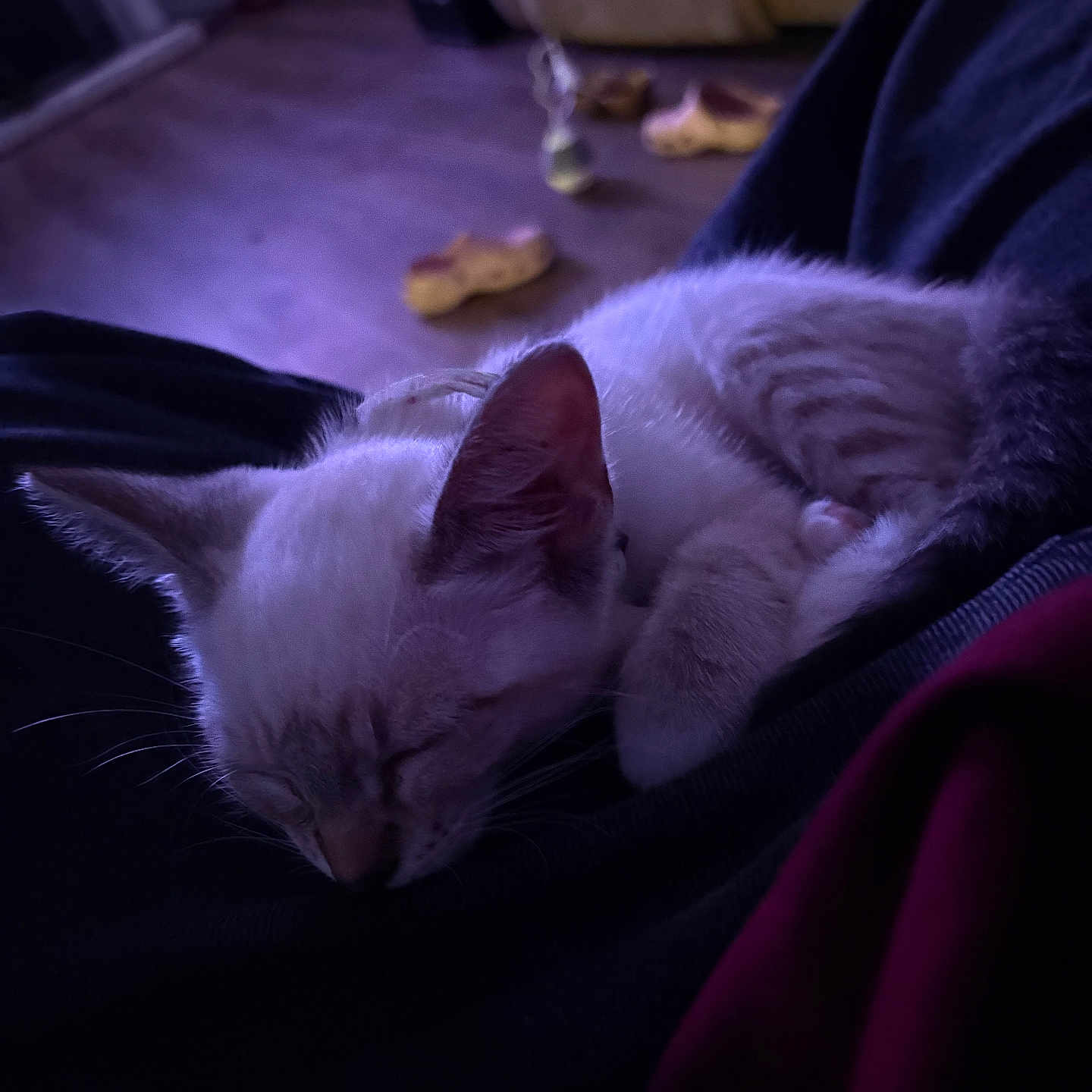 Kiwi is registered to the contest to win money with this photo: blurred_background, cat, cozy, domestic, ears, floor, fur, furniture, home, indoor, kitten, lap, pet, purple_light, quiet, relaxing, resting, sleeping, slippers, whiskers