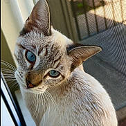 Kiwi is registered to the contest to win money with this photo: cat, blue_eyes, window, screen, whiskers, fur, close_up, pet, indoor, curious, animal, mammal, portrait, looking, light, natural_light, domestic_cat, feline, face, ears