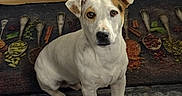 Benco participe au concours pour gagner de l'argent avec cette photo : dog, puppy, white_dog, tan_markings, sitting, portrait, looking_at_camera, floppy_ears, brown_eyes, black_nose, indoors, kitchen, floor, rug, mat, vegetables, cooking, utensils, pet, cute