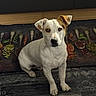 dog, puppy, white_dog, tan_markings, sitting, portrait, looking_at_camera, floppy_ears, brown_eyes, black_nose, indoors, kitchen, floor, rug, mat, vegetables, cooking, utensils, pet, cute