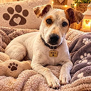 Benco participe au concours pour gagner de l'argent avec cette photo : dog, puppy, pet, animal, portrait, close_up, white_fur, brown_patches, floppy_ears, brown_eyes, black_nose, collar, name_tag, indoors, cozy, blanket, bed, cushion, warm_lighting, cute