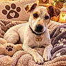 dog, puppy, pet, animal, portrait, close_up, white_fur, brown_patches, floppy_ears, brown_eyes, black_nose, collar, name_tag, indoors, cozy, blanket, bed, cushion, warm_lighting, cute