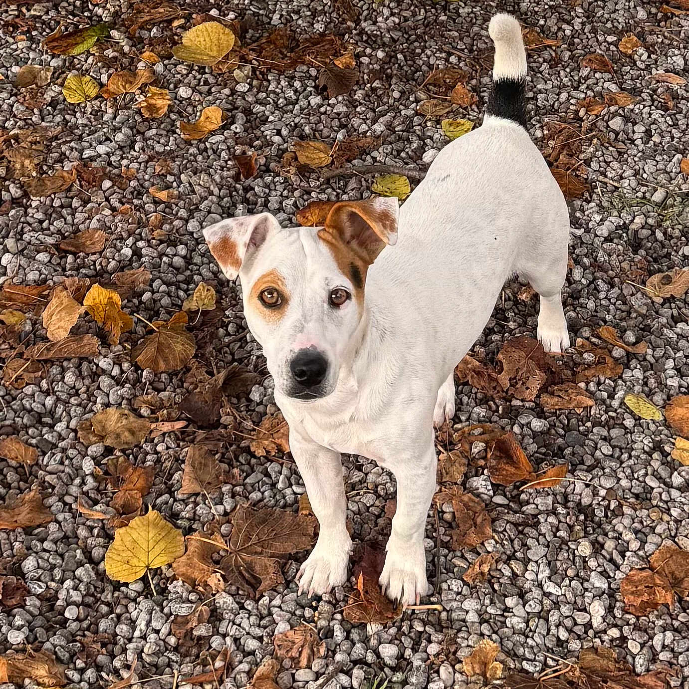 Benco participe au concours pour gagner de l'argent avec cette photo : dog, pet, animal, white_dog, brown_markings, standing, looking_at_camera, outdoor, autumn, fallen_leaves, gravel, garden, yard, tail_up, short_hair, floppy_ears, brown_eyes, portrait, full_body, nature