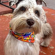 Lucy is registered to the contest to win money with this photo: dog, pet, fluffy, bandana, colorful, outdoor, closeup, portrait, cute, animal, mammal, ears, fur, whiskers, nose, eyes, canine, standing, red_floor, playful