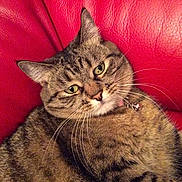 Croquette participe au concours pour gagner de l'argent avec cette photo :