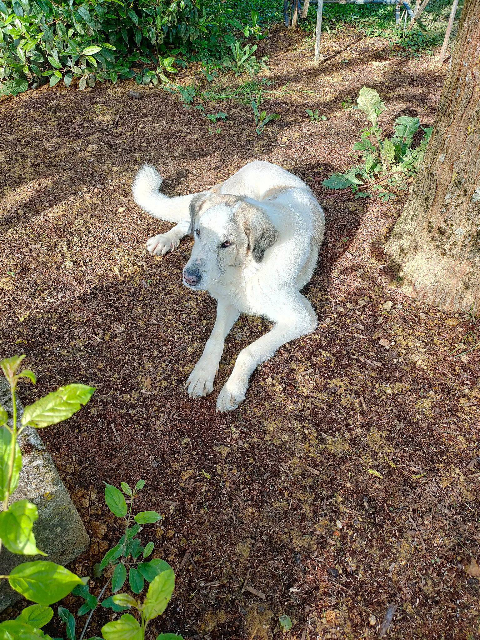 Gaïa participe au concours pour gagner de l'argent avec cette photo : canidae, carnivore, companion_dog, dog_breed, fawn, fur, goat, goat_antelope, goats, grass, groundcover, leaf, livestock, pasture, plant, soil, sporting_group, tail, terrestrial_animal, working_animal
