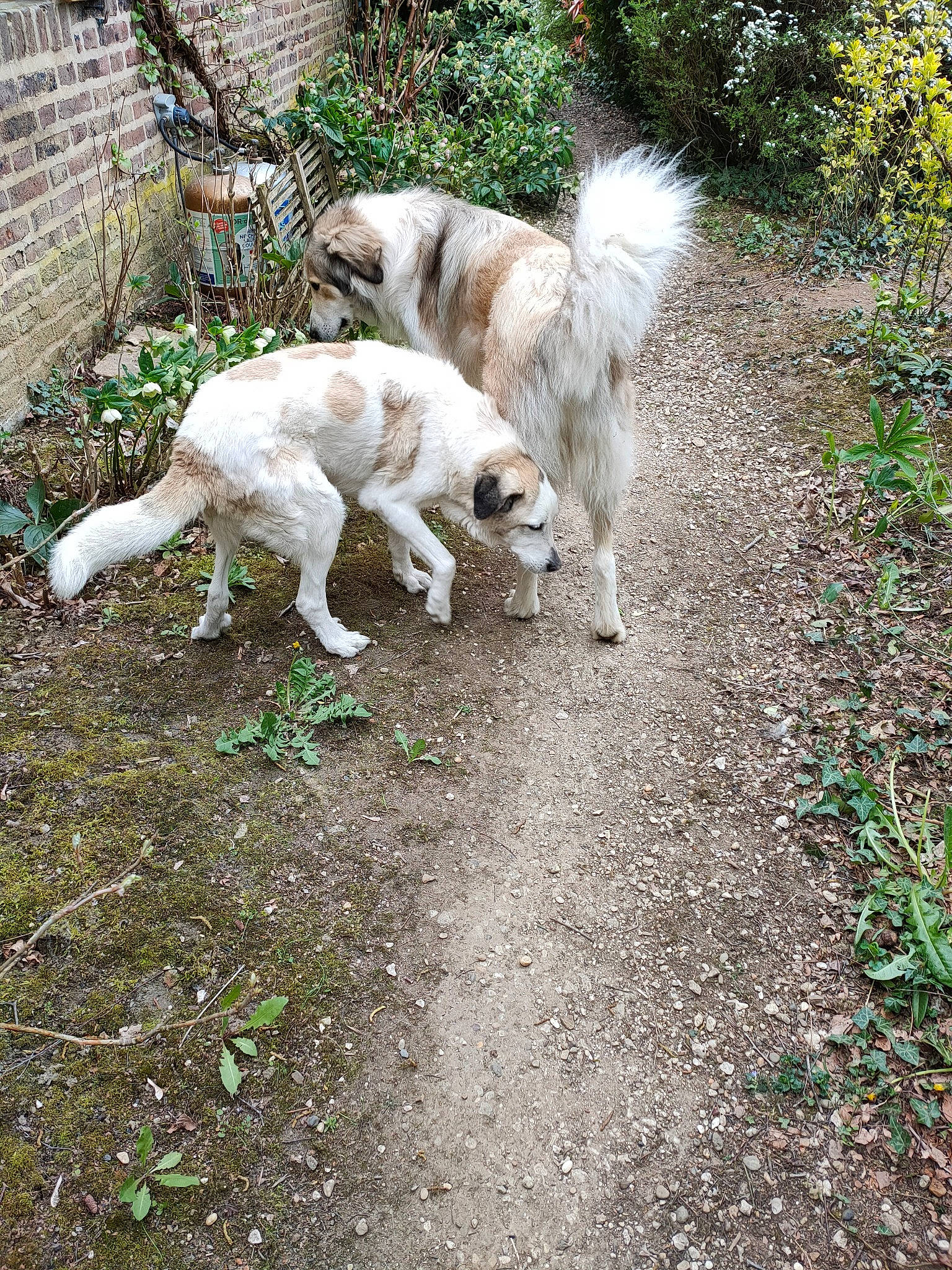 Gaïa participe au concours pour gagner de l'argent avec cette photo : asphalt, canidae, carnivore, companion_dog, dog, dog_breed, fawn, felidae, fur, grass, non_sporting_group, plant, road, road_surface, sidewalk, soil, sporting_group, tail, terrier, working_animal