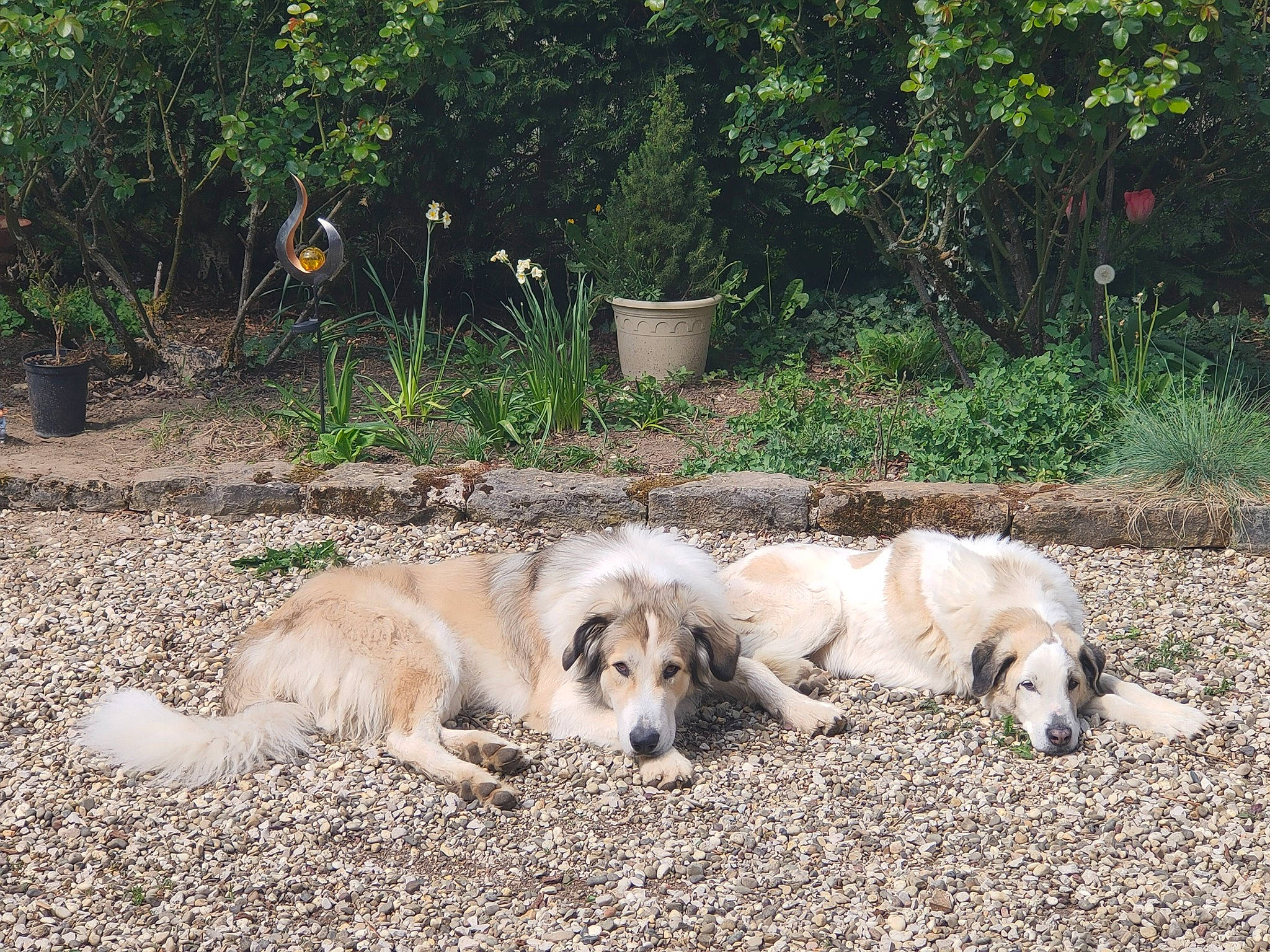 Gaïa participe au concours pour gagner de l'argent avec cette photo : canidae, carnivore, companion_dog, dog, dog_breed, fawn, flowerpot, grass, great_pyrenees, landscape, livestock_guardian_dog, plant, soil, sporting_group, street_dog, terrestrial_animal, wildlife, working_dog