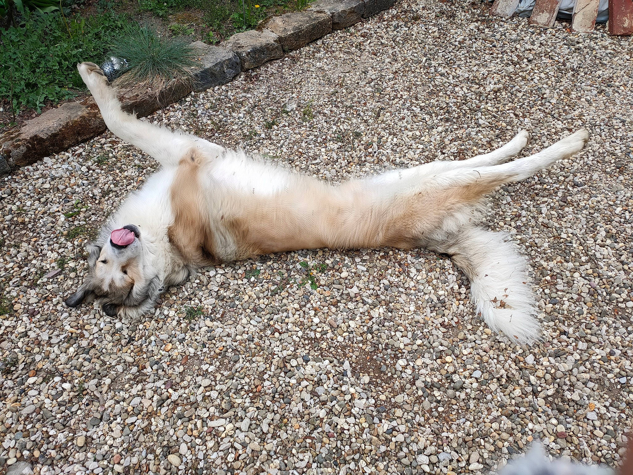 Gipsy participe au concours pour gagner de l'argent avec cette photo : canidae, carnivore, cat, dog_breed, fawn, felidae, foot, fur, grass, human_leg, jaw, paw, small_to_medium_sized_cats, snout, soil, sporting_group, tail, terrestrial_animal, whiskers, wildlife