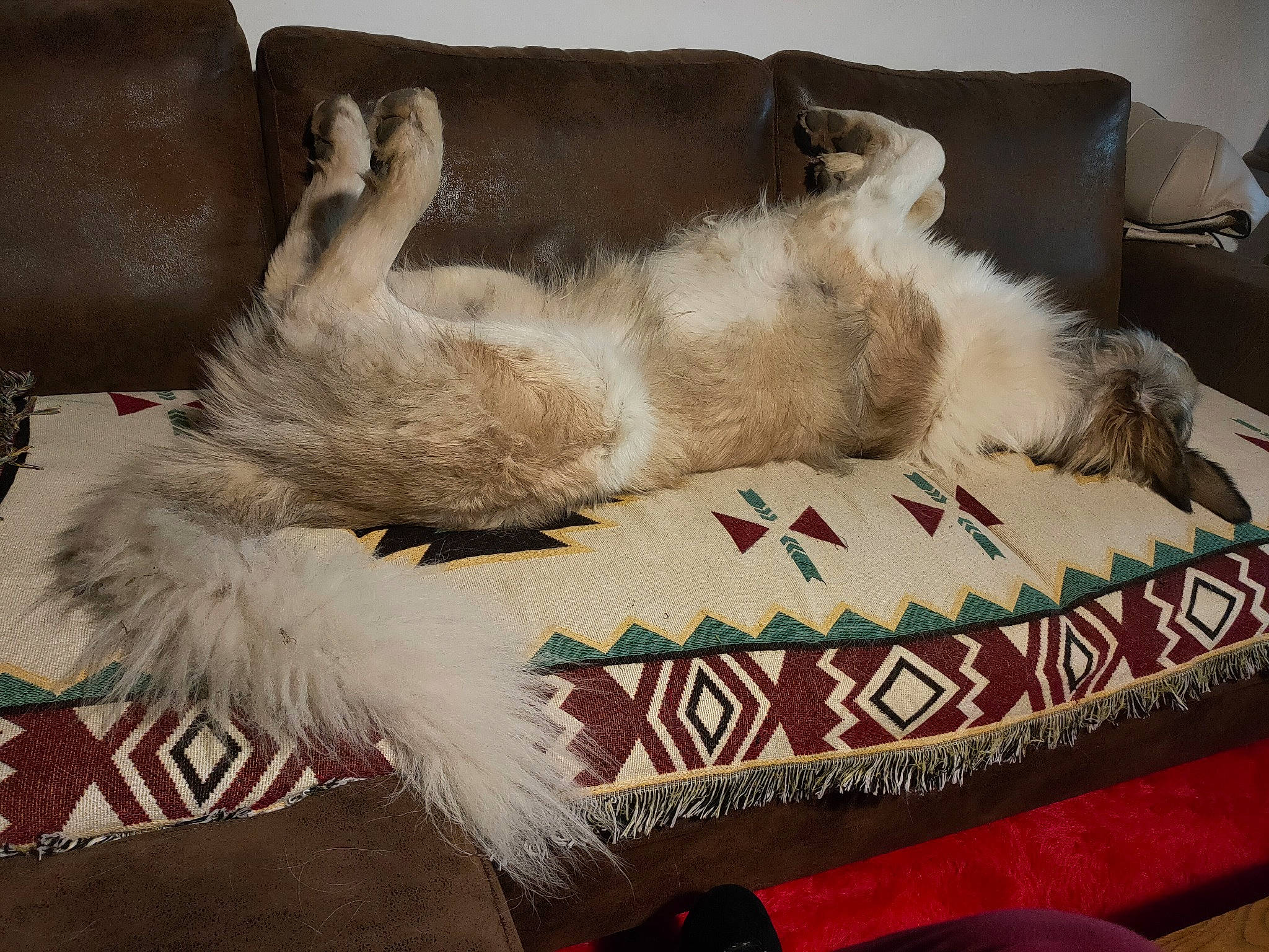 Gipsy participe au concours pour gagner de l'argent avec cette photo : canidae, carnivore, cat, comfort, companion_dog, couch, dog_breed, fawn, felidae, fur, grey, linens, living_room, paw, small_to_medium_sized_cats, snout, sporting_group, tail, textile, whiskers