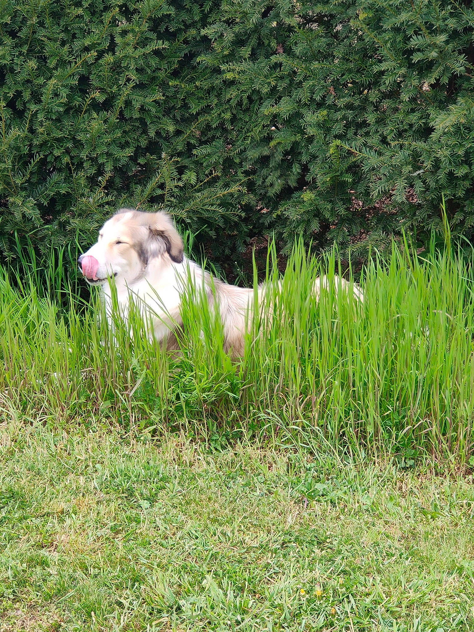 Gipsy participe au concours pour gagner de l'argent avec cette photo : companion_dog, dog_breed, goats, grass, grassland, grazing, groundcover, herbaceous_plant, landscape, livestock, meadow, natural_landscape, pasture, people_in_nature, plant, prairie, shrub, terrestrial_animal, vegetation, working_animal