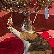 Catman is registered to the contest to win money with this photo: cat, calico_cat, christmas_tree, ornament, holiday, decorations, red_blanket, white_blanket, indoor, pet, cute, feline, playing, curious, animal, festive, christmas, tree_skirt, home, cozy