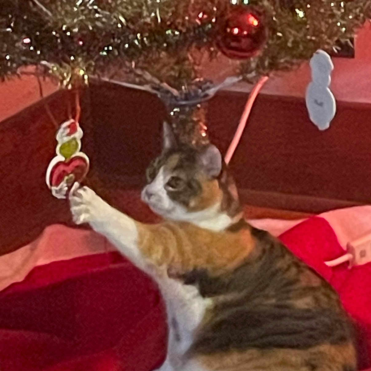 Catman is registered to the contest to win money with this photo: animal, calico_cat, cat, christmas, christmas_tree, cozy, curious, cute, decorations, feline, festive, holiday, home, indoor, ornament, pet, playing, red_blanket, tree_skirt, white_blanket
