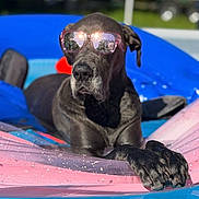 Maggie is registered to the contest to win money with this photo: animal, black_dog, blue, canine, dog, fun, inflatable_float, leisure, outdoor, paw, pet, pink, pool, reflection, relaxed, summer, sunglasses, sunlight, vacation, water