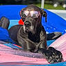 animal, black_dog, blue, canine, dog, fun, inflatable_float, leisure, outdoor, paw, pet, pink, pool, reflection, relaxed, summer, sunglasses, sunlight, vacation, water