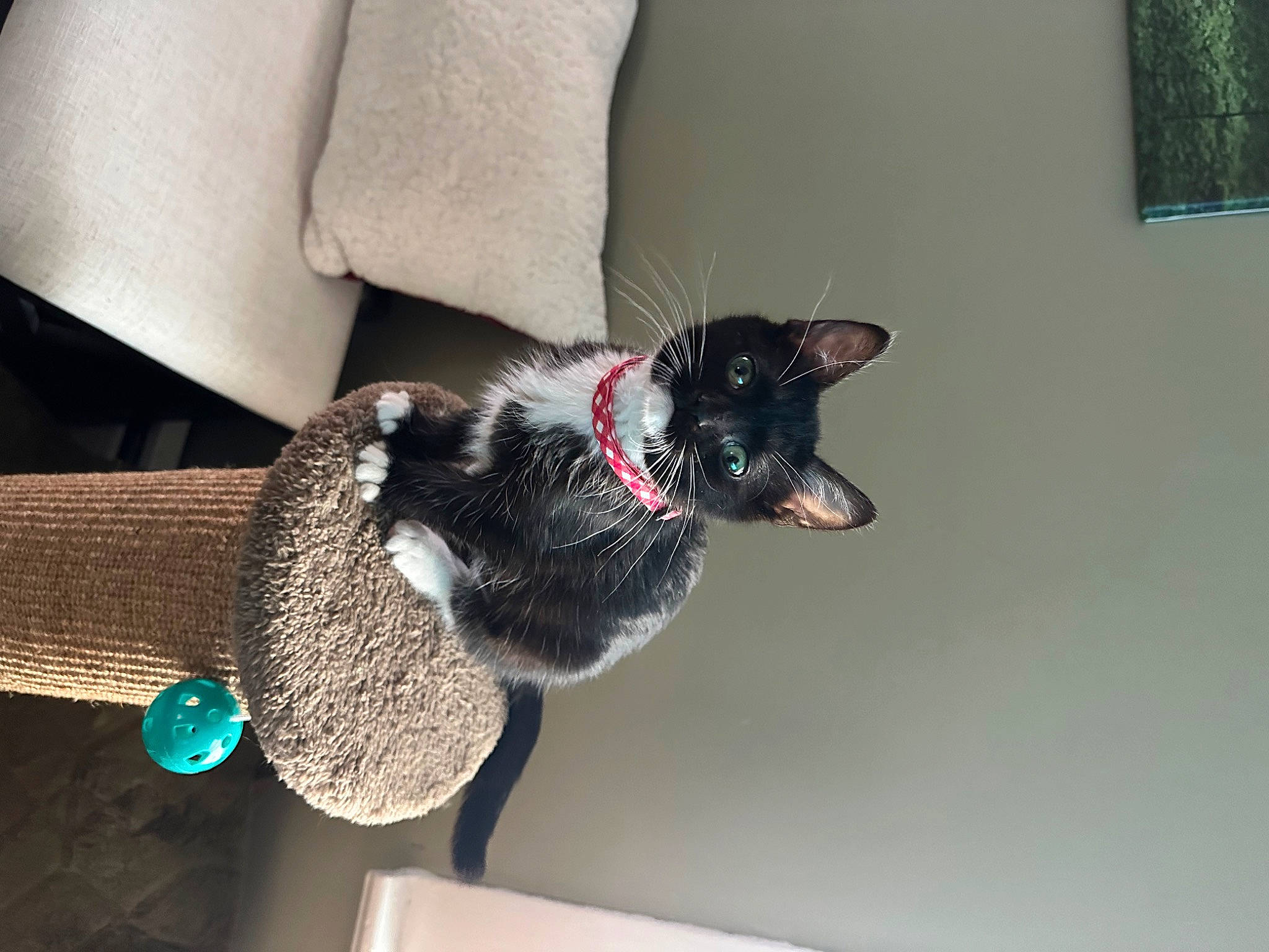 Minnie is registered to the contest to win money with this photo: canidae, carnivore, collar, comfort, companion_dog, couch, dog, dog_breed, dog_collar, dog_supply, fashion_accessory, felidae, fur, guard_dog, room, small_to_medium_sized_cats, snout, sporting_group, tail, whiskers