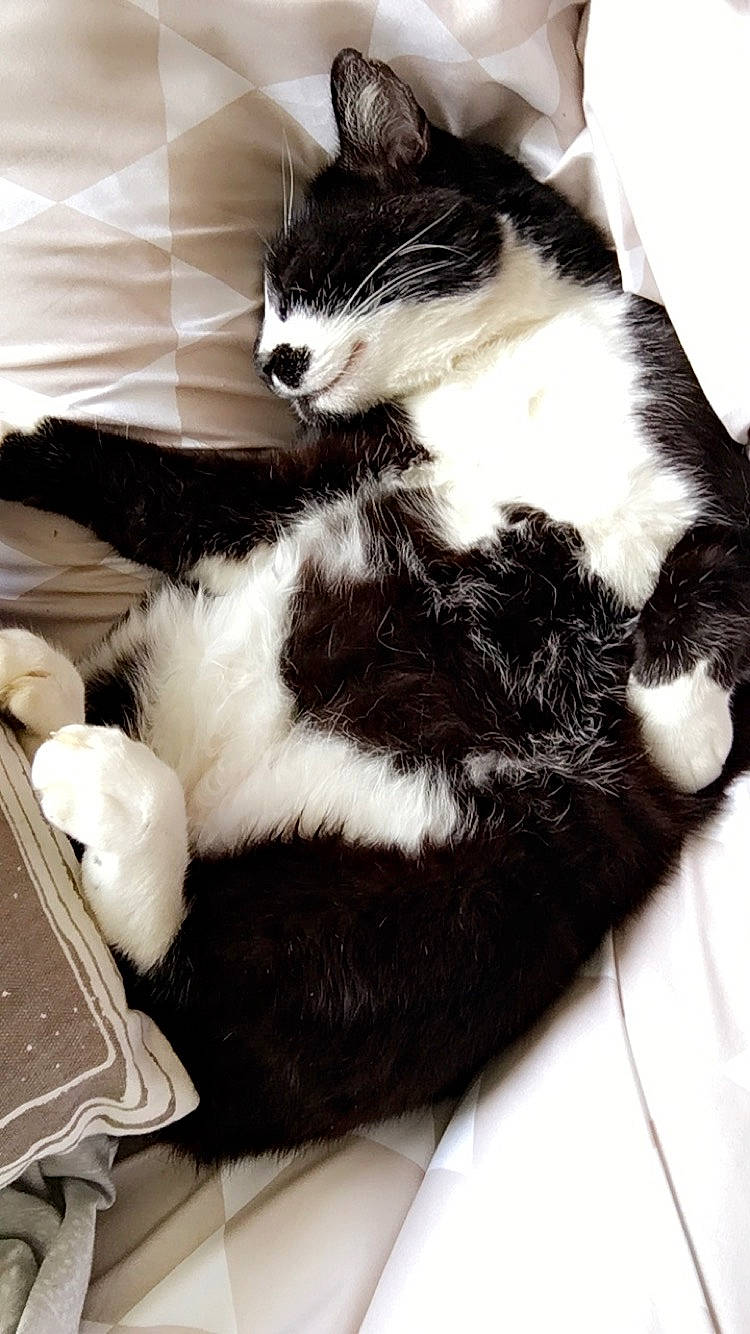 Gratouille participe au concours pour gagner de l'argent avec cette photo : american_wirehair, black_and_white, carnivore, cat, domestic_short_haired_cat, felidae, fur, kitten, norwegian_forest_cat, paw, polydactyl_cat, small_to_medium_sized_cats, tail, whiskers