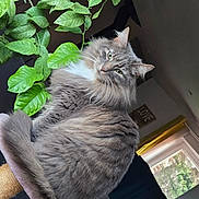 Grizou participe au concours pour gagner de l'argent avec cette photo : cat, gray_cat, fluffy_fur, whiskers, green_eyes, houseplant, leaves, indoor, window, curtain, perch, cozy, pet, portrait, closeup, living_room, relaxed, fur_texture, sunlight, home_decor
