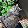 cat, gray_cat, fluffy_fur, whiskers, green_eyes, houseplant, leaves, indoor, window, curtain, perch, cozy, pet, portrait, closeup, living_room, relaxed, fur_texture, sunlight, home_decor
