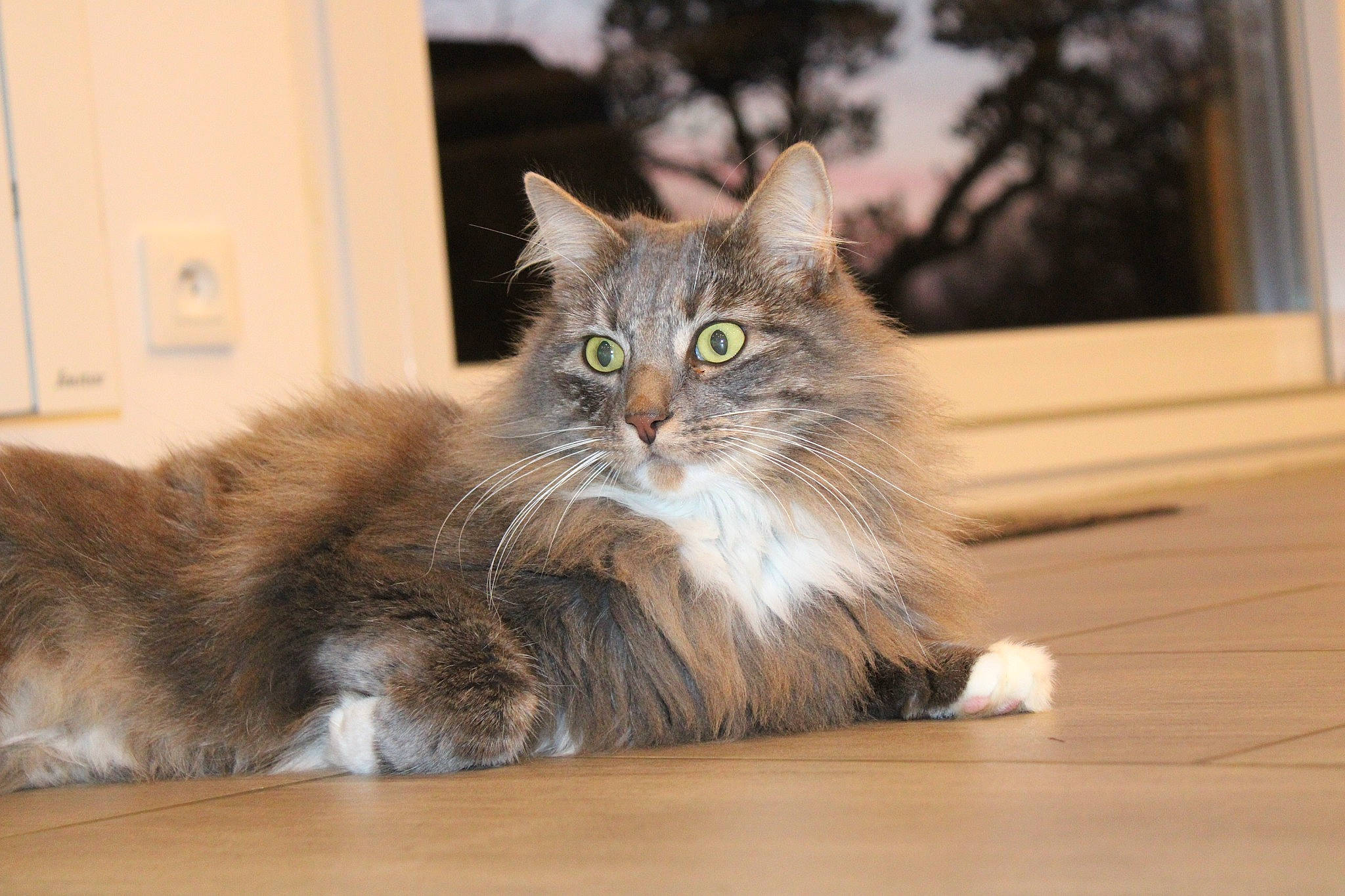Grizou a rejoint le concours — aidez-le/la à gagner de superbes lots ! british_longhair, carnivore, cat, domestic_short_haired_cat, fawn, felidae, flooring, fur, hardwood, light_switch, maine_coon, plant, small_to_medium_sized_cats, snout, tail, terrestrial_animal, wall_plate, whiskers, window, wood