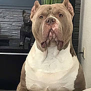 Koba participe au concours pour gagner de l'argent avec cette photo : animal, brown, carpet, close_up, decor, dog, domestic, ears_cropped, expression, face, furniture, household, indoor, living_room, pet, plant, portrait, statue, wall, white