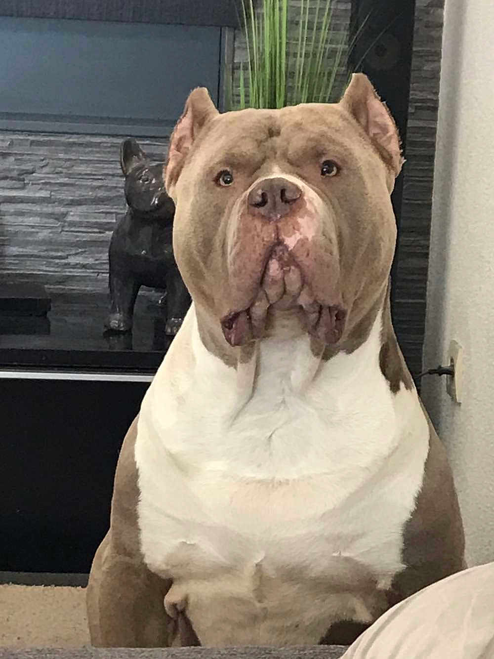 Koba