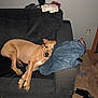 Moose joined the competition — help win amazing prizes! dog, couch, indoor, jeans, resting, tan_dog, furniture, clothing, living_room, carpet, relaxed, pet, household_items, fabric, casual, animal, domestic, floor, comfort, sleepy