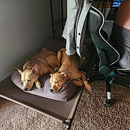 Moose is registered to the contest to win money with this photo: dog, pet, bed, cushion, carpet, chair, jacket, indoor, relaxed, brown_dog, computer, office_chair, furniture, resting, canine, animal, two_dogs, floor, side_view, domestic
