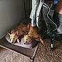 dog, pet, bed, cushion, carpet, chair, jacket, indoor, relaxed, brown_dog, computer, office_chair, furniture, resting, canine, animal, two_dogs, floor, side_view, domestic