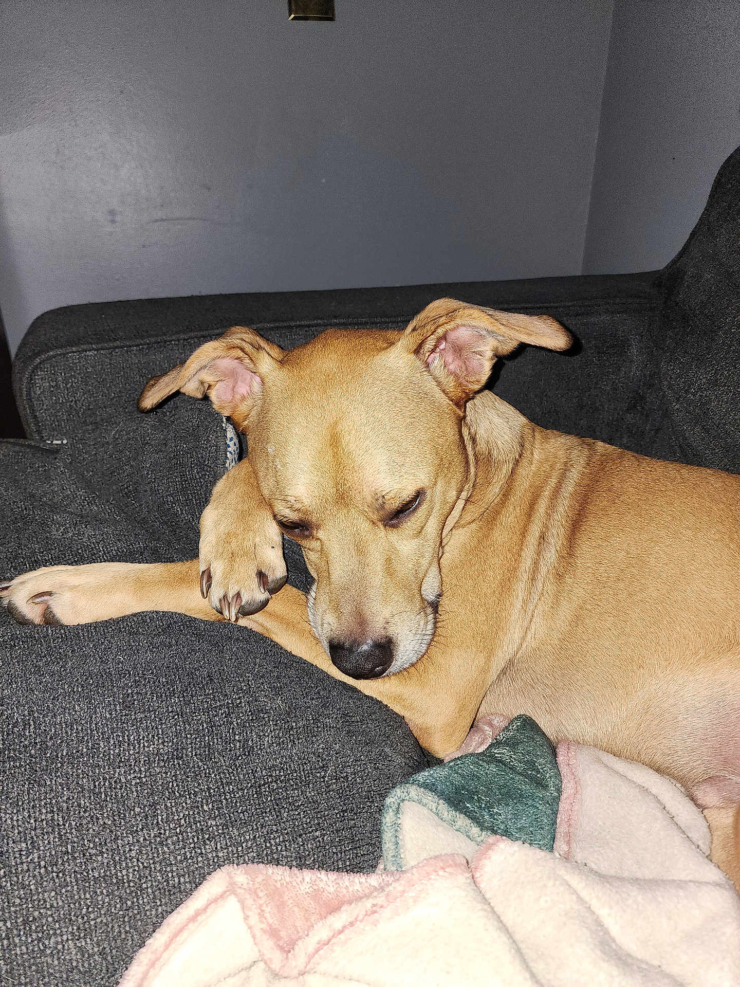 Moose is registered to the contest to win money with this photo: dog, tan_dog, couch, blanket, indoor, pet, relaxed, sleepy, fur, paw, nose, ears, home, furniture, animal, companion, cozy, resting, canine, domestic