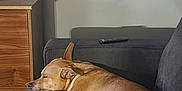 Moose is registered to the contest to win money with this photo: dog, sleeping, couch, indoor, resting, brown_dog, furniture, living_room, wooden_dresser, wall_outlet, pet, domestic_animal, relaxation, cozy, quiet, side_view, canine, calm, nap, home
