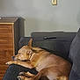dog, sleeping, couch, indoor, resting, brown_dog, furniture, living_room, wooden_dresser, wall_outlet, pet, domestic_animal, relaxation, cozy, quiet, side_view, canine, calm, nap, home