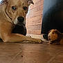 Moose joined the competition — help win amazing prizes! dog, guinea_pig, floor, indoor, wooden_wall, tile_floor, pet, animal, curious, small_animal, brown_dog, brown_guinea_pig, companion, household, domestic, quiet, floor_level, close_up, two_animals, pets_together